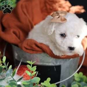 Tiny-Peppermint, Bichon Frise Puppy